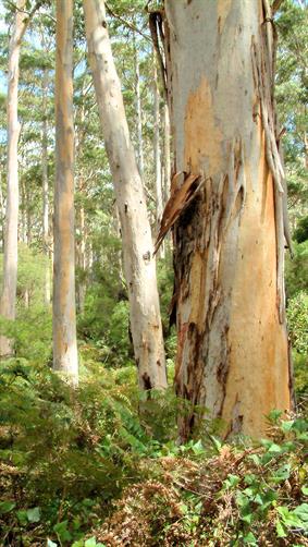Karri Trees, Shannon, WA. 